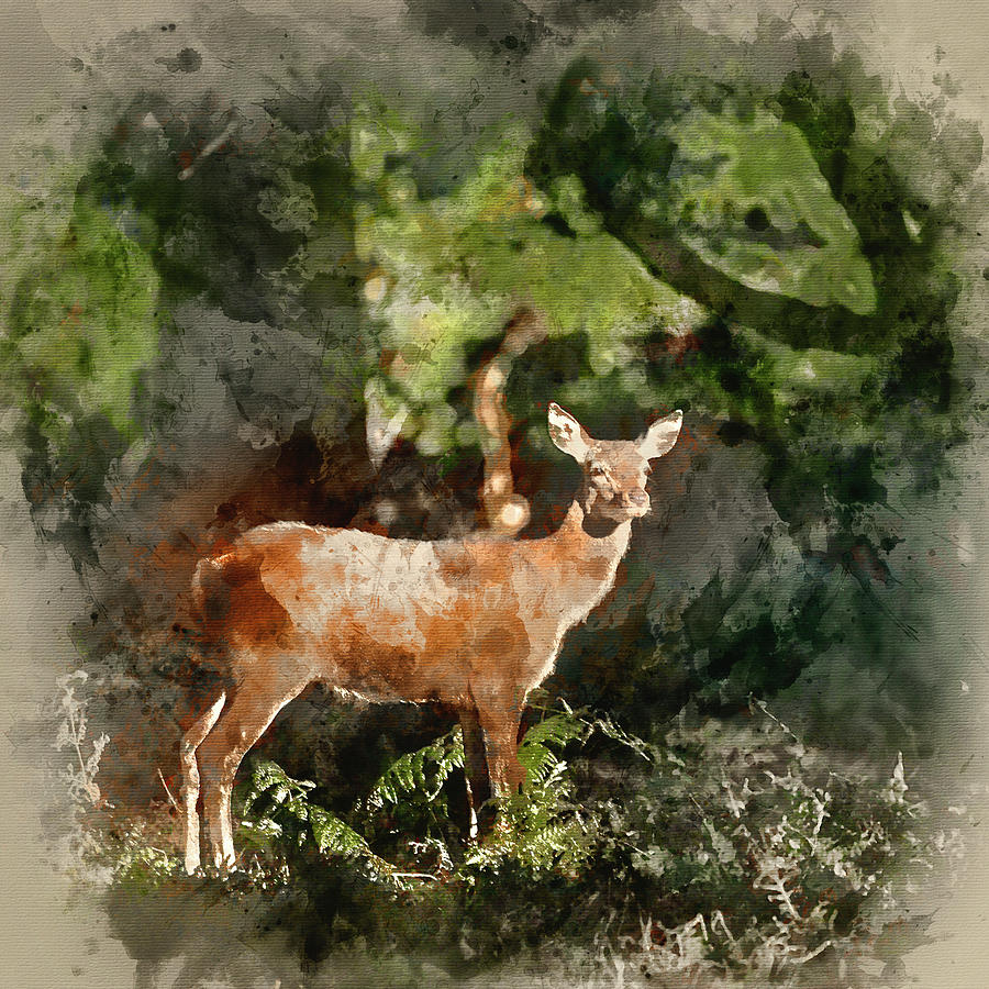 doe watercolor