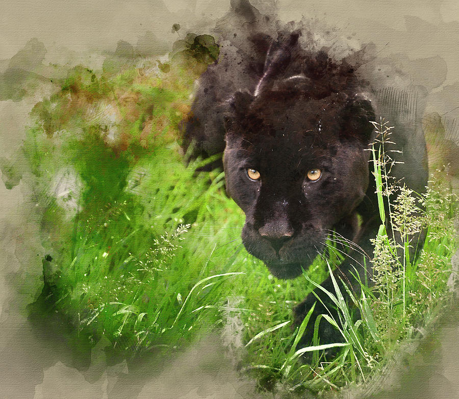 Wildlife Photograph - Watercolor painting of Black jaguar Panthera Onca prowling thoru by Matthew Gibson