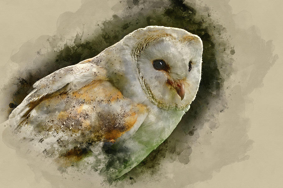 Owl Photograph - Watercolor painting of Stunning portrait of barn owl tuto aluco by Matthew Gibson