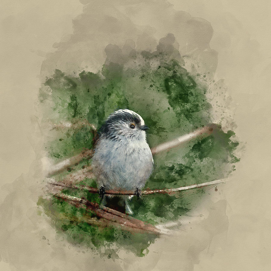 Watercolor painting of Stunning portrait of Long Tailed Tit Aegi ...