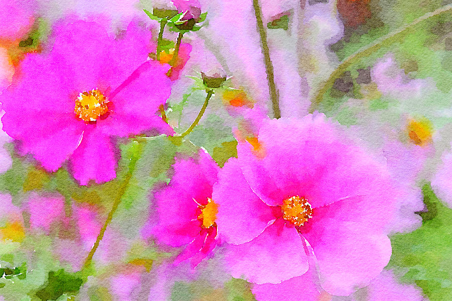 Watercolor Pink Cosmos Painting by Bonnie Bruno