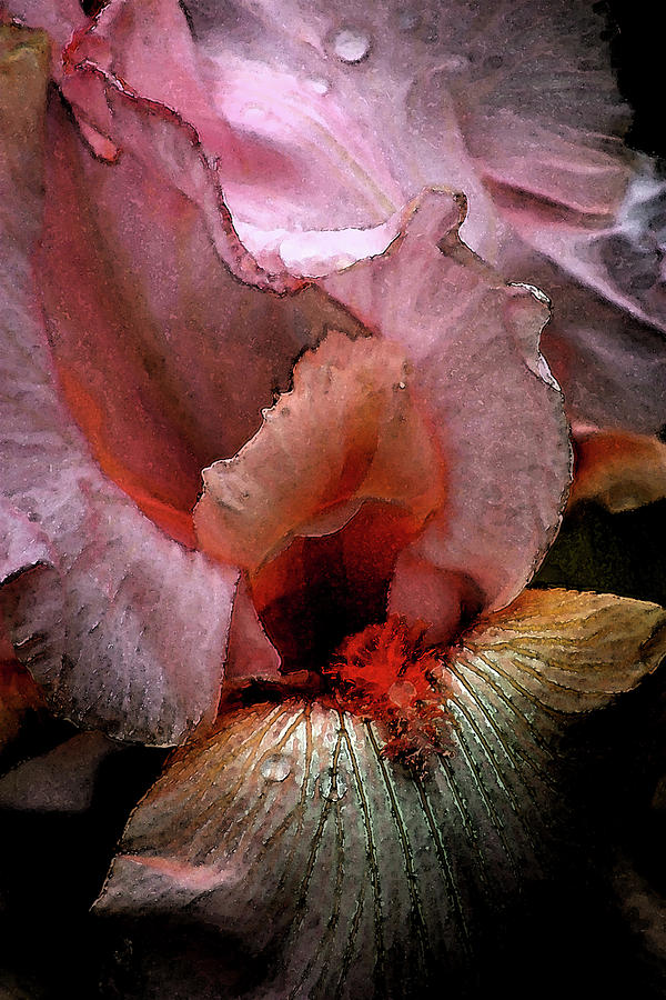 Watercolor Pink Iris Out of Darkness 9915 W_2 Photograph by Steven Ward