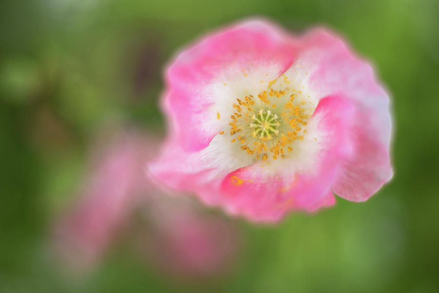 Watercolor Poppy Photograph by Penny Meyers
