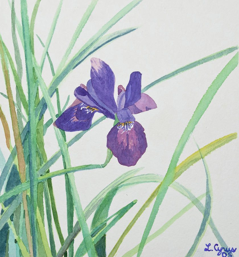 Watercolor - Purple Iris Painting by Cascade Colors