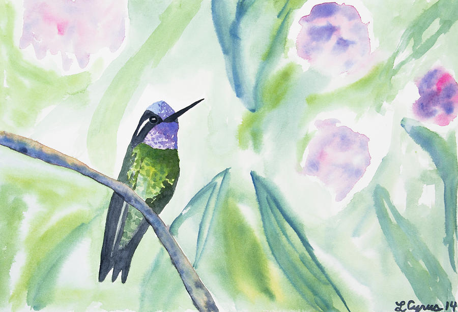 Watercolor - Purple-throated Mountain Gem Painting by Cascade Colors