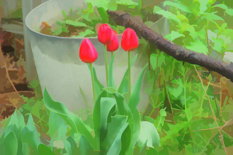 Watercolor Red Tulips Photograph