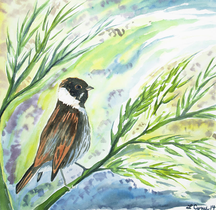 Watercolor - Reed Bunting Painting by Cascade Colors