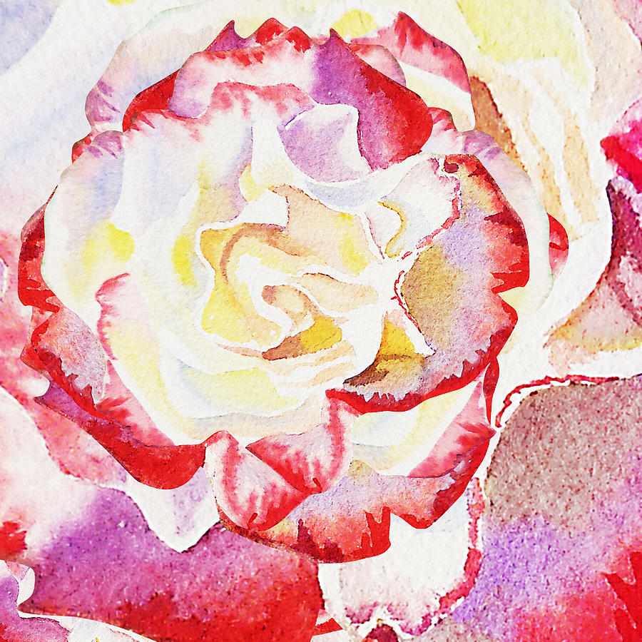 Watercolor Rose Close Up  Painting by Irina Sztukowski