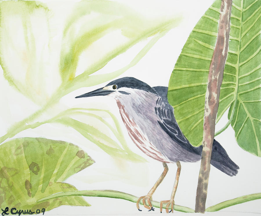 Watercolor - Striated Heron Painting by Cascade Colors