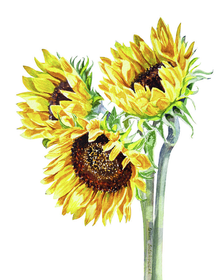 Watercolor Sunflowers Bouquet  Painting by Irina Sztukowski