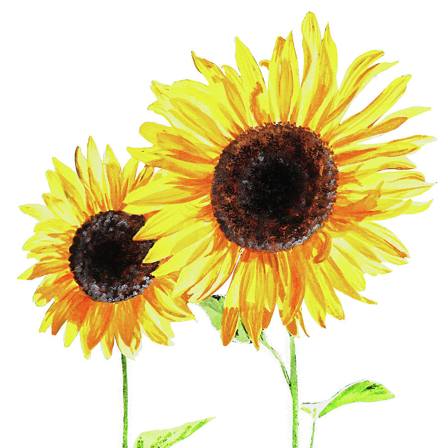 Watercolor Sunflowers Painting