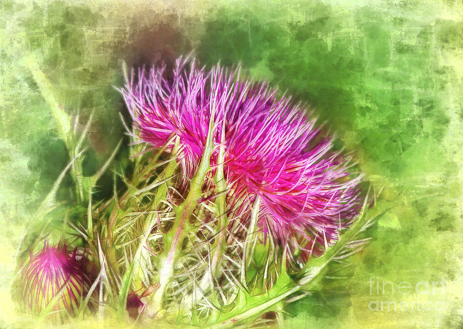Watercolor Thistle Photograph by Judi Bagwell