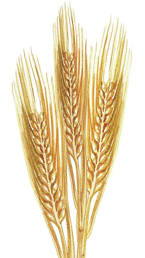Watercolor Wheat Illustration Painting by Irina Sztukowski