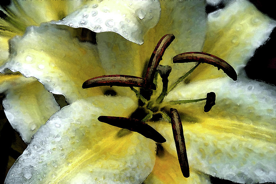 Watercolor White and Yellow Daylily in Rain 1796 W_2 Photograph by Steven Ward