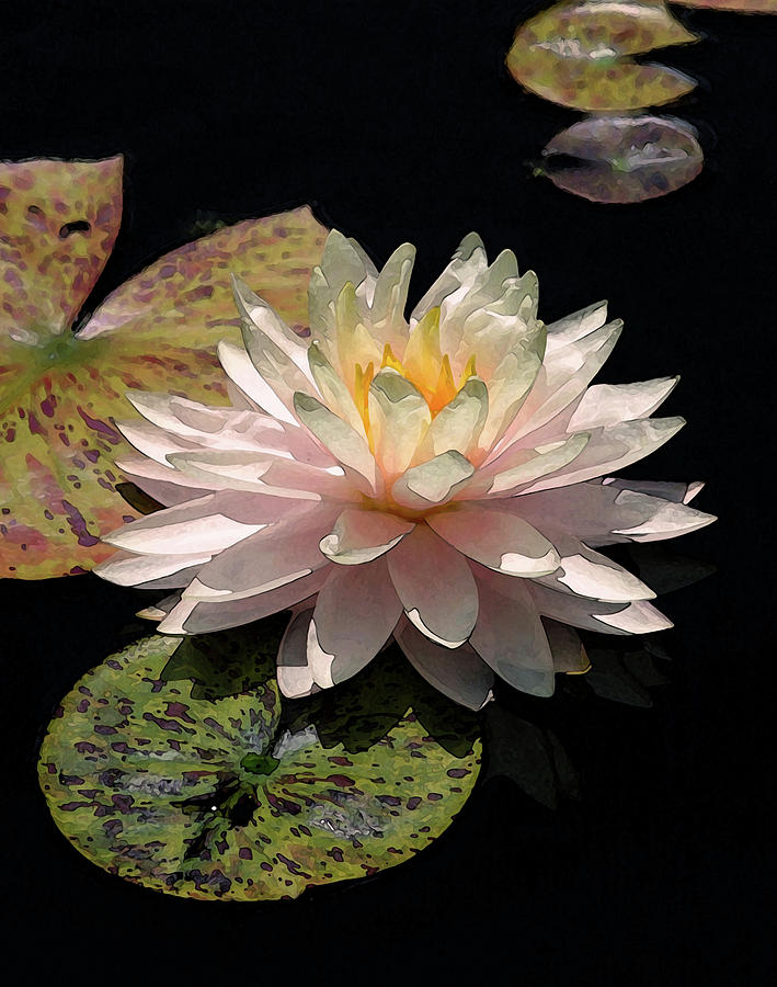 Watercolor White Lotus Blossom and Speckled Lily Pads 2936 W_2 Photograph by Steven Ward