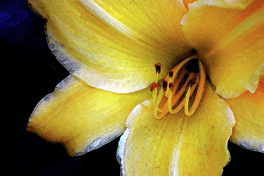 Watercolor Yellow Daylily 1266 W_2 Photograph by Steven Ward