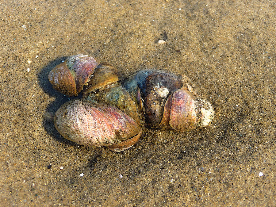 Watercolored Seashells Photograph by Margie Avellino