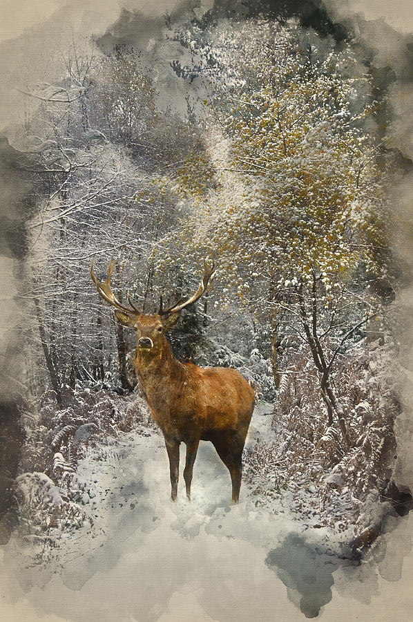 Winter Photograph - Watercolour painting of Beautiful red deer stag in snow covered  by Matthew Gibson