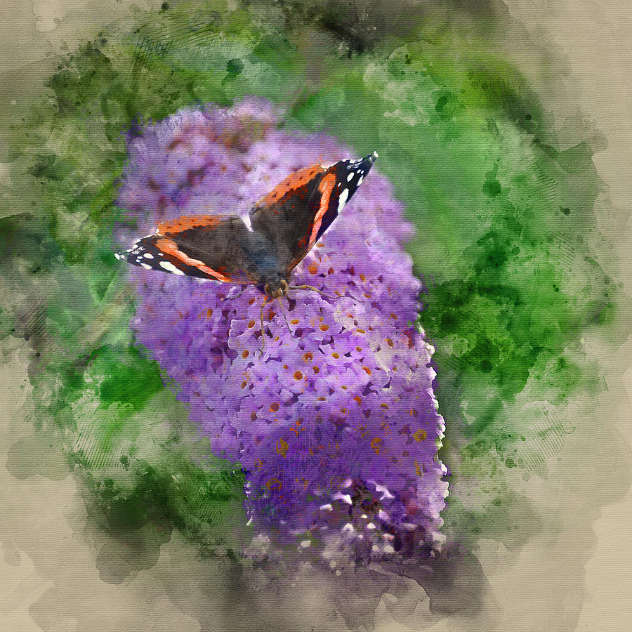 Watercolour painting of Lovely image of Red Admiral butterfly Va ...