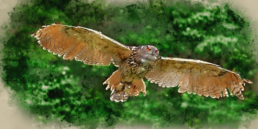 Owl Photograph - Watercolour painting of Stunning European eagle owl in flight by Matthew Gibson