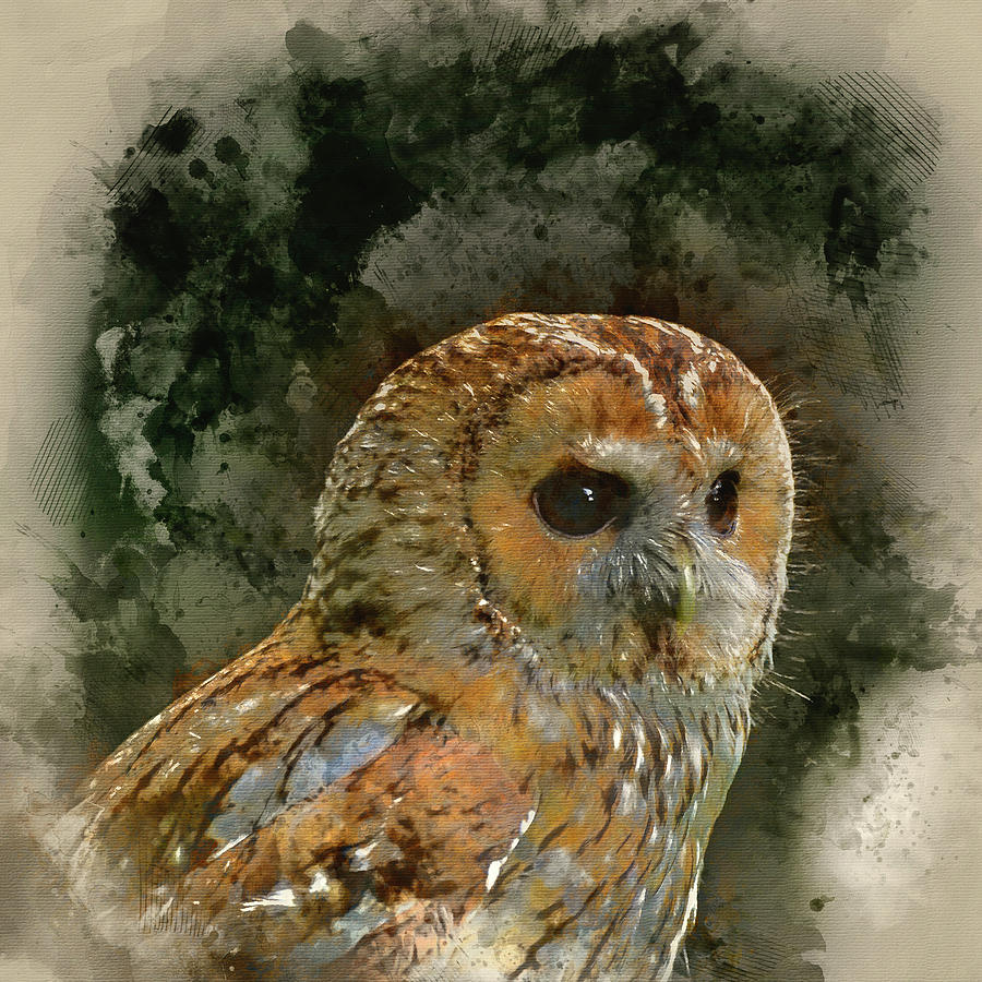 Owl Photograph - Watercolour painting of Stunning portrait of Tawny Owl Strix Alu by Matthew Gibson