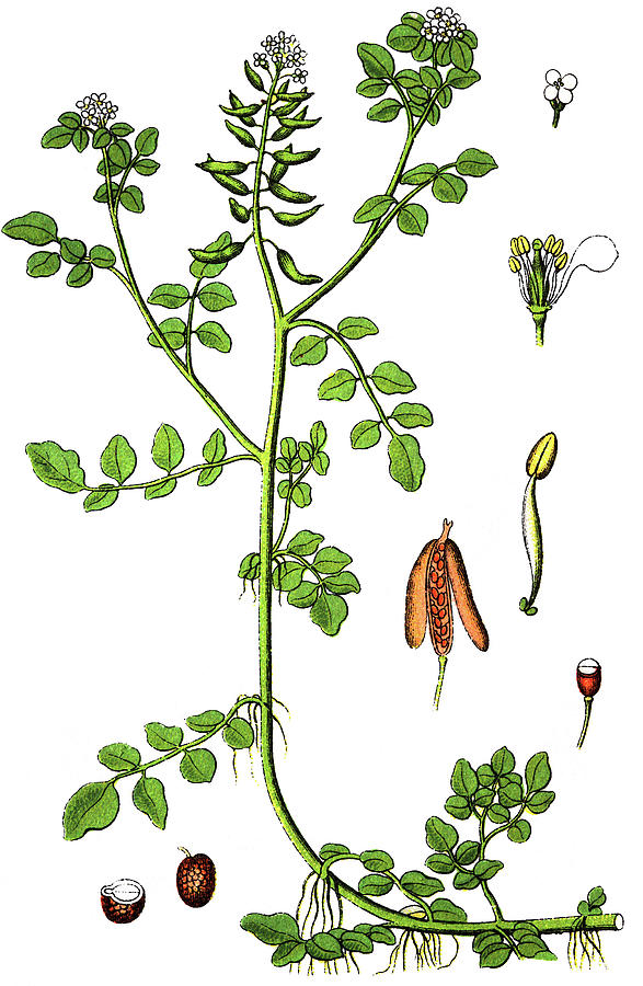 Watercress Drawing by Bildagentur-online - Fine Art America