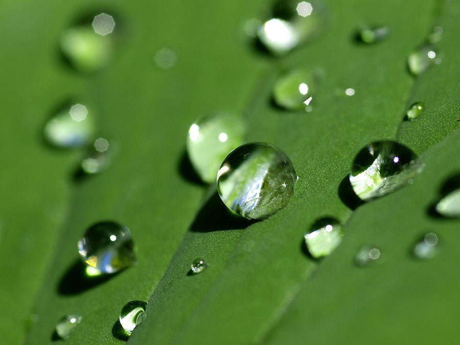 Dew Photograph - Waterdrops by Melanie Viola Dew Photograph - Waterdrops by Melanie Viola