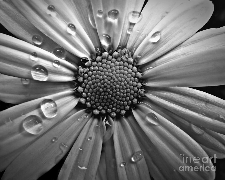 Black And White Photograph - Waterdrops on a Daisy by Patricia Strand