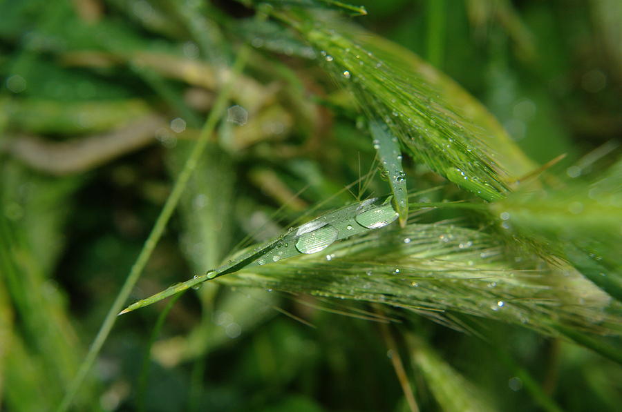 Waterdrops On A Grass Stem. Photograph