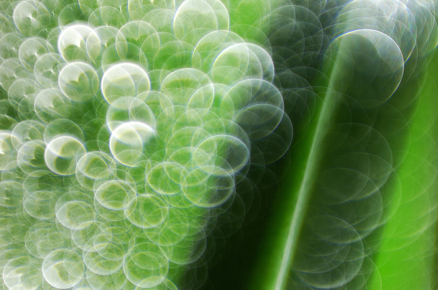 Nature Photograph - Waterdrops by Silke Magino