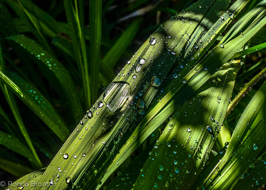 Watered Photograph by Ronda Broatch