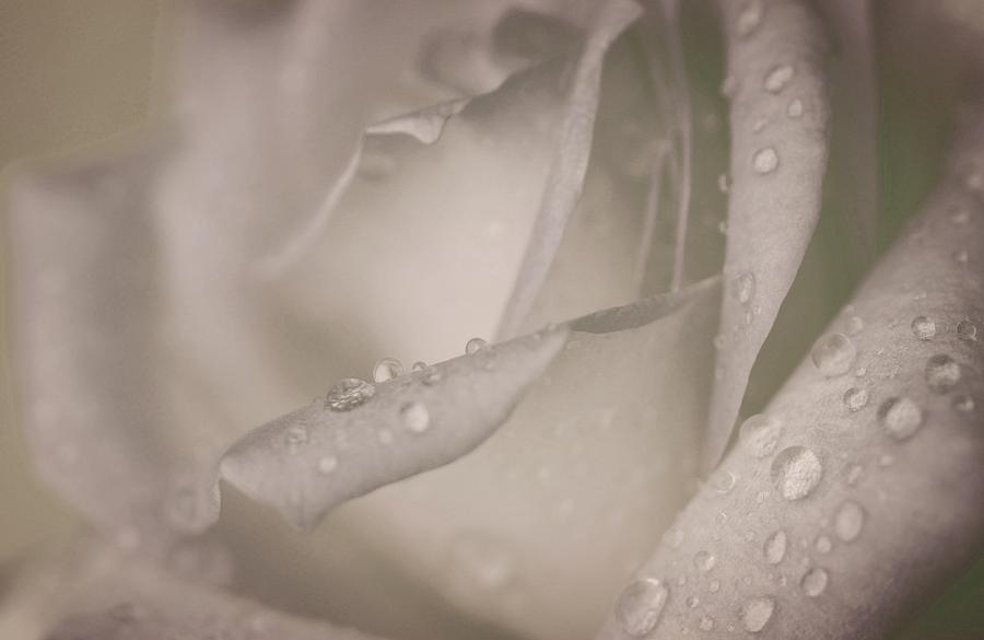 Watered Rose... Photograph by The Art Of Marilyn Ridoutt-Greene