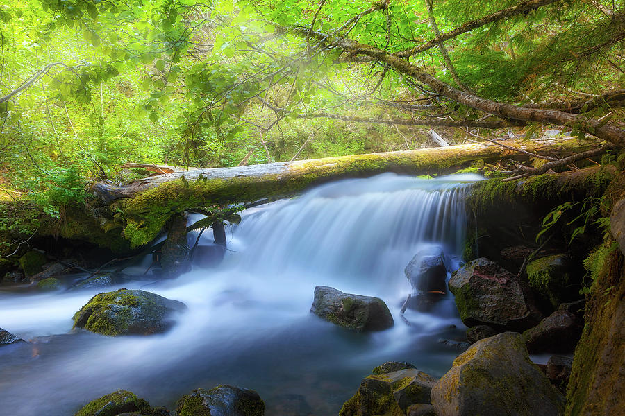 Waterfall along Cold Spring Creek in Oregon Photograph by David Gn