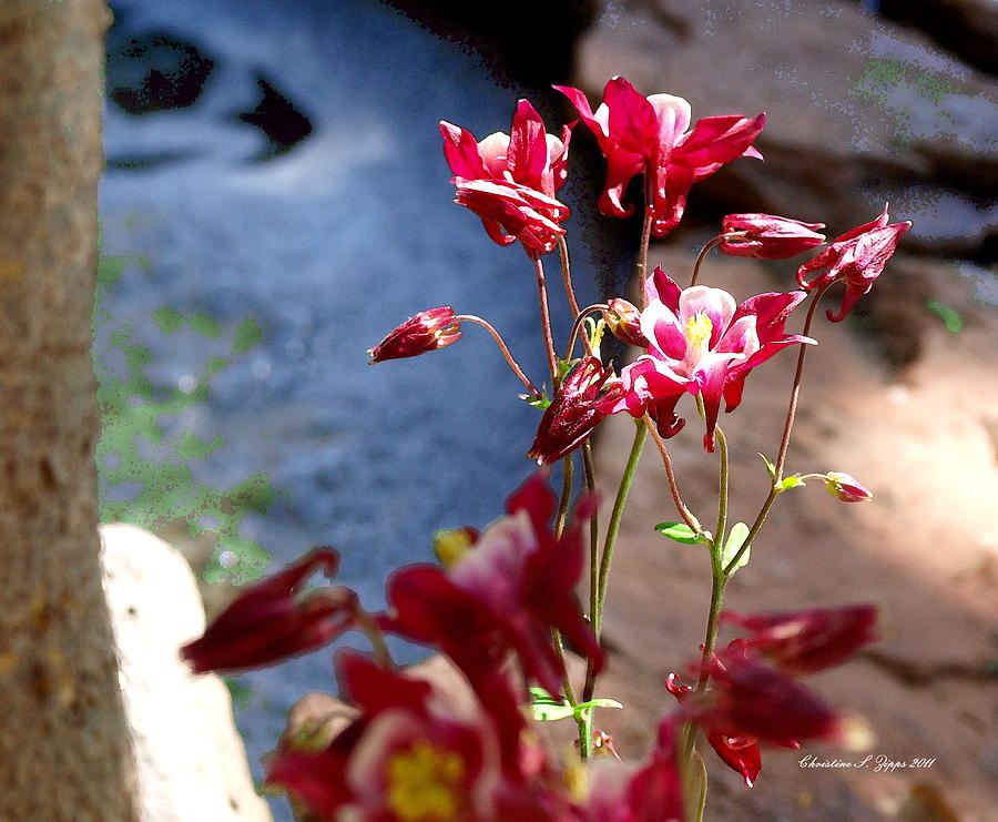 Nature Photograph - Waterfall and Columbine II - Pride of Colorado by Christine S Zipps