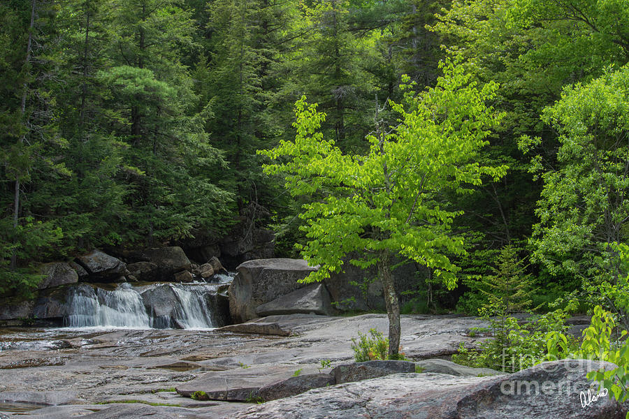 Waterfall And Tree Photograph