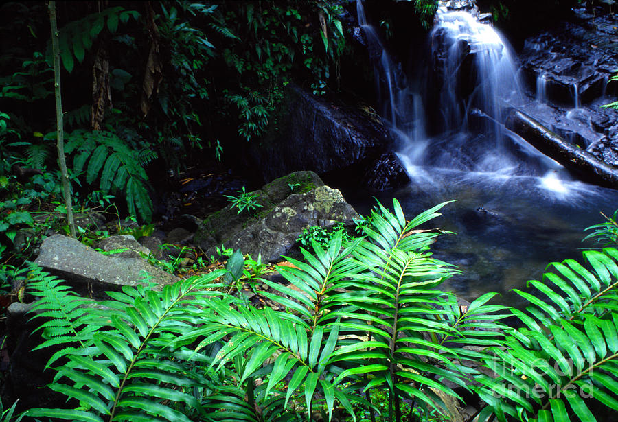 Waterfall El Yunque National Forest Photograph