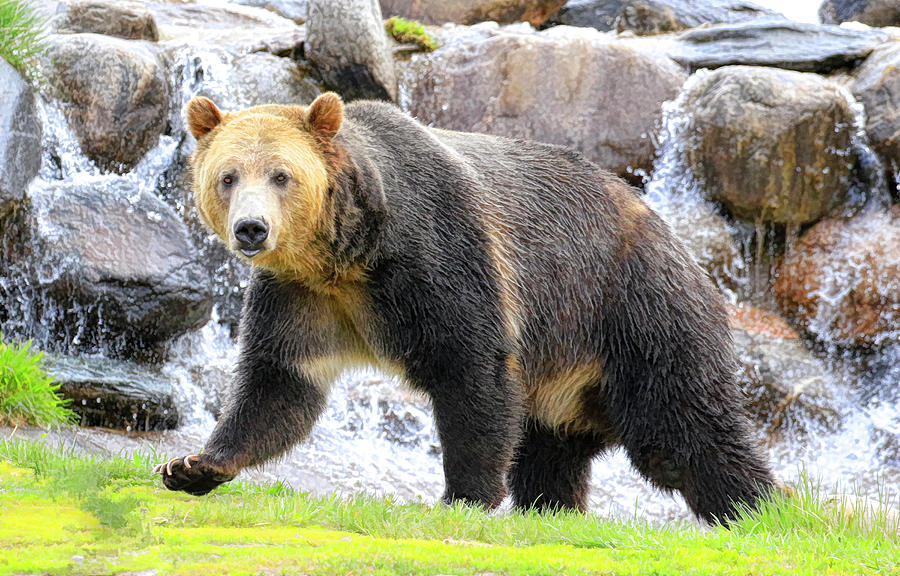 Waterfall Grizzly Bear Photograph by Steve McKinzie