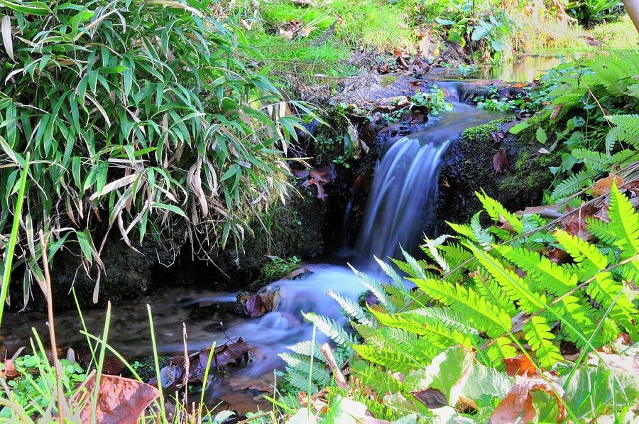Waterfall in the Fern Garden Photograph by David Arment