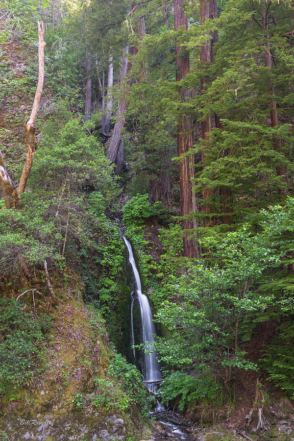 Waterfall In the Redwoods Photograph by Bill Roberts