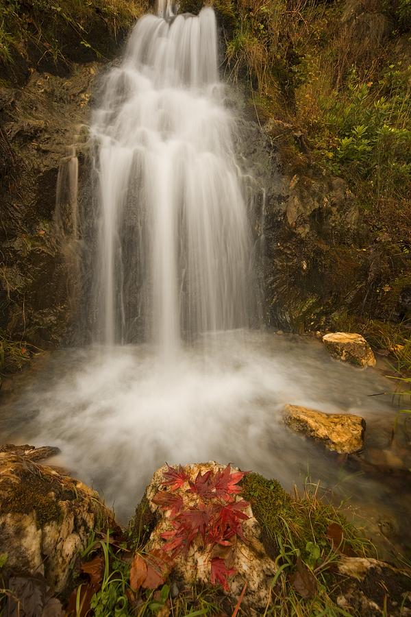 Tree Photograph - Waterfall by John Short