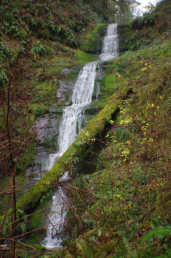 Waterfall Portrait Photograph by Adria Trail