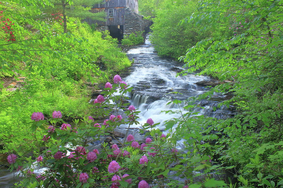 Waterfall Rhododendron and Sawmill Moore State Park Photograph by John Burk