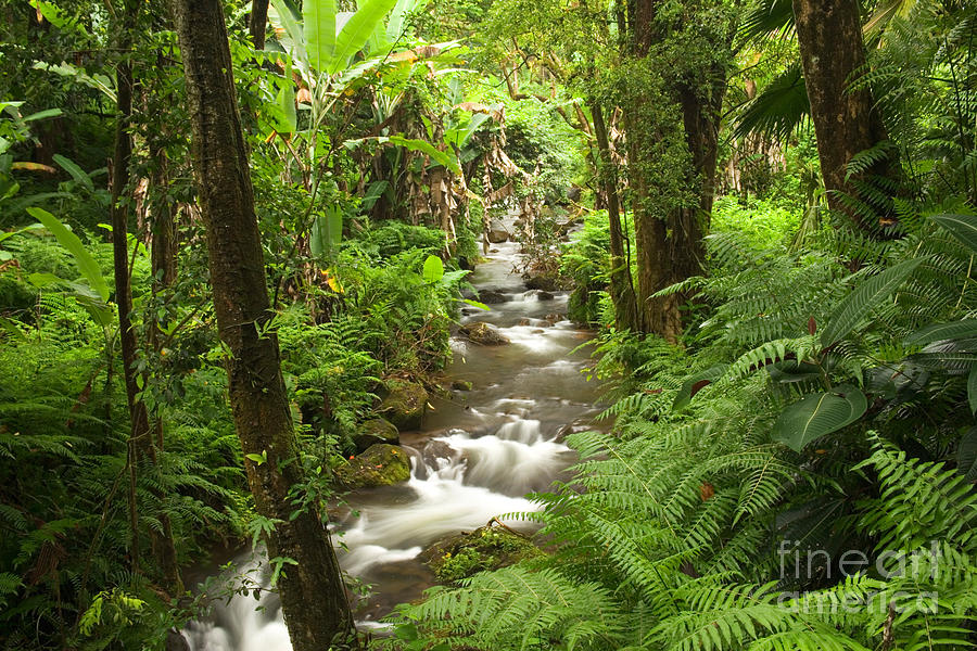Waterfall, Tropical Rainforest Photograph by Inga Spence