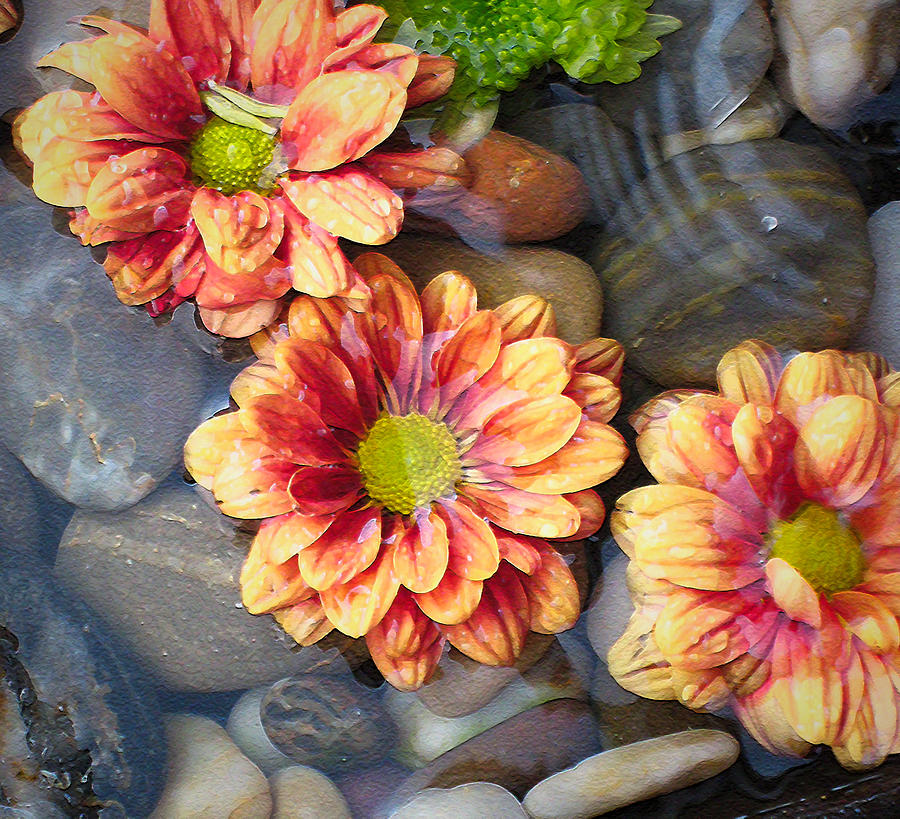 Waterflowers Photograph by Kathy Bassett