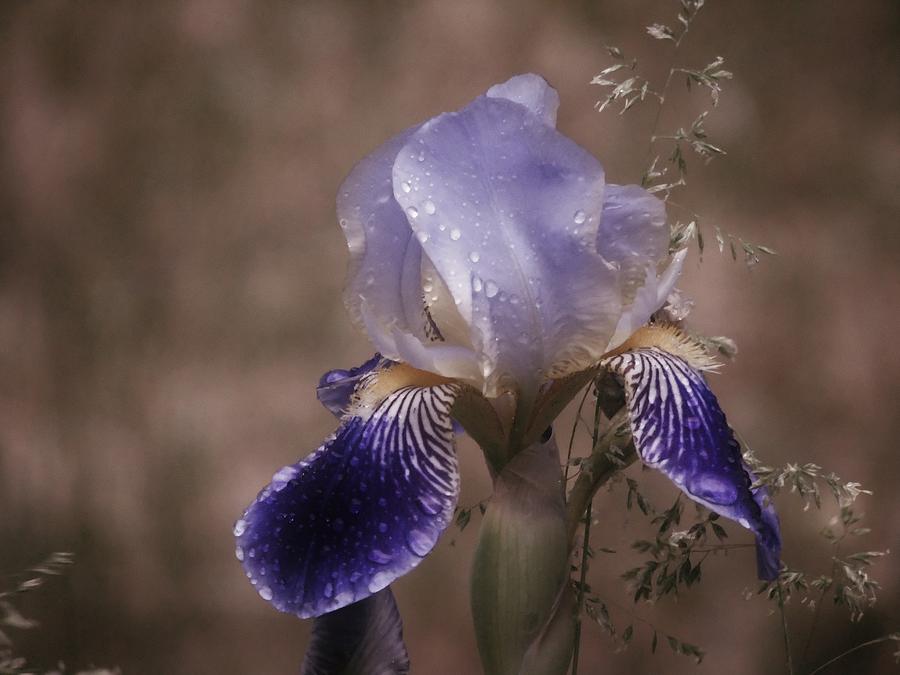 Waterford Iris in the Rain Photograph by Barbara St Jean
