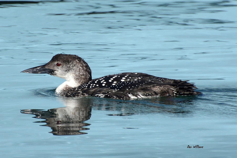 Loon Photograph - Waterfront Loon by Dan Williams