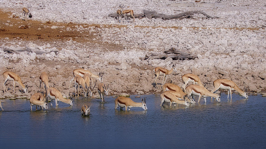 Waterhole Springbok 2 Photograph by Ernest Echols