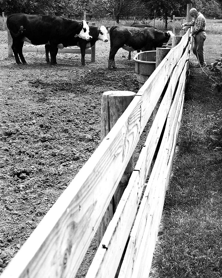 Waterin the Cows Photograph by Gene Tatroe