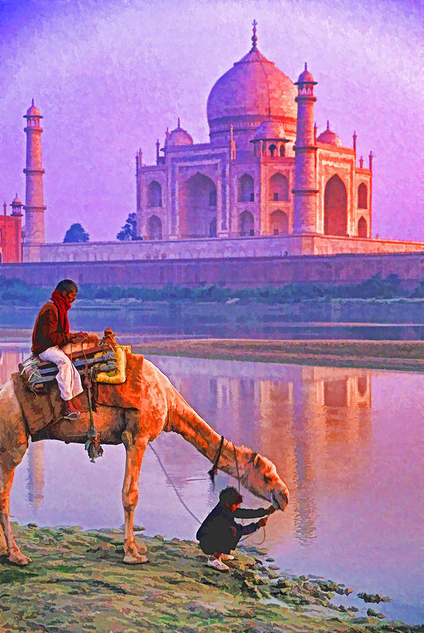 Watering Camel at Taj Photograph by Dennis Cox