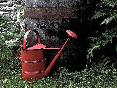 Garden Photograph - Watering Can by Catherine Kelly